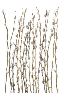 Many pussy willow branches on white background, closeup