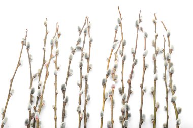 Many pussy willow branches isolated on white background, closeup