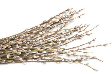 Spring pussy willow branches isolated on white background, closeup