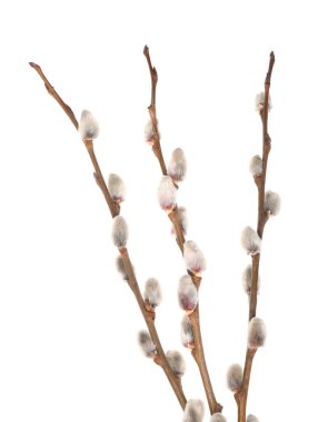 Beautiful pussy willow twigs isolated on white background, closeup