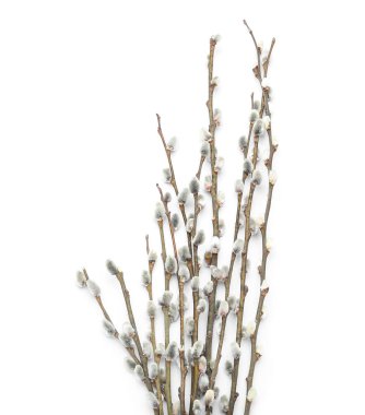 Blooming pussy willow branches on white background