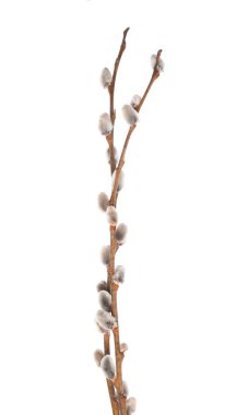 Pussy willow branches on white background, closeup