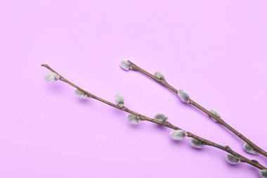 Pussy willow branches on lilac background, closeup