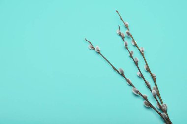 Beautiful pussy willow branches on color background