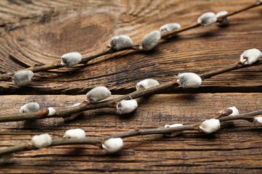 Pussy willow branches on wooden background, closeup