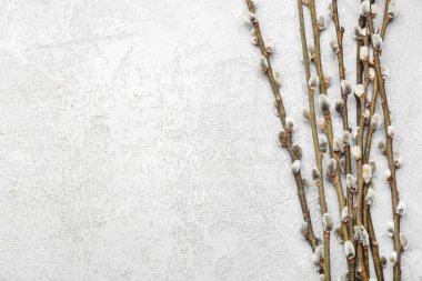 Pussy willow branches on light background