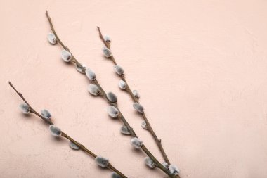 Blooming pussy willow branches on color background