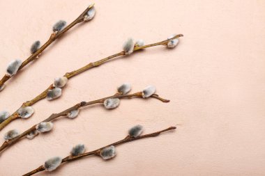 Beautiful pussy willow branches on color background, closeup