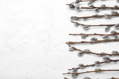 Beautiful pussy willow branches on light background, closeup