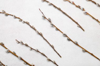 Pussy willow branches with catkins on light background