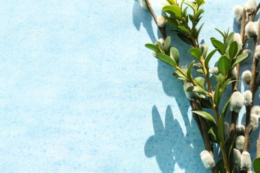 Bouquet of beautiful pussy willow branches on color background, closeup
