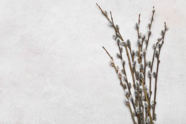 Branches of pussy willow on light background