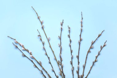 Pussy willow branches on color background