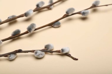 Pussy willow branches on color background, closeup