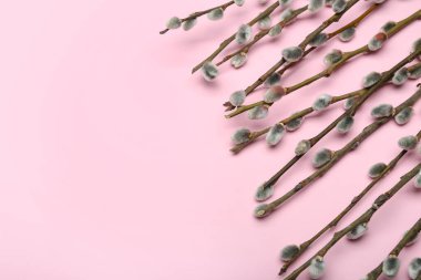 Beautiful pussy willow branches on pink background, closeup