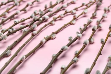 Pussy willow branches on pink background, closeup