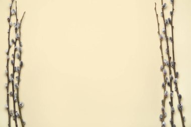 Branches of pussy willow on color background