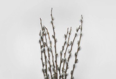 Pussy willow branches on white background
