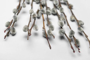 Pussy willow branches on white background, closeup