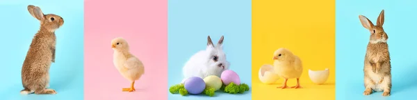 Collage Mit Niedlichen Hasen Küken Und Bemalten Ostereiern Auf Farbigem — Stockfoto