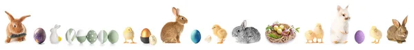 Pasen Set Met Schattige Dieren Beschilderde Eieren Geïsoleerd Wit — Stockfoto
