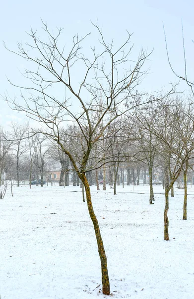 Stadspark Med Bara Träd Snöig Dag — Stockfoto