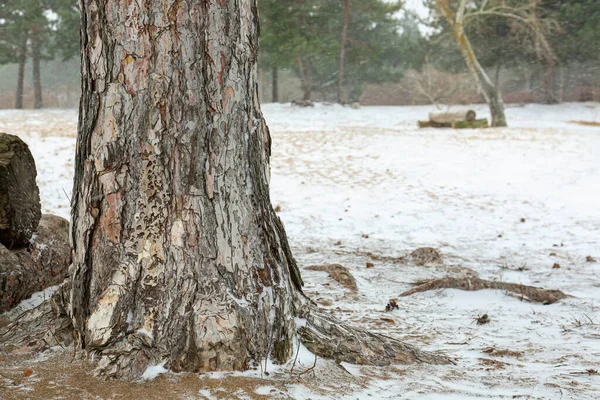 Pine Tree Trunk Winter Park Snowy Day — Stock Photo, Image