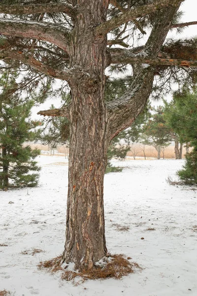 Coniferous Tree Park Snowy Day — Stock Photo, Image