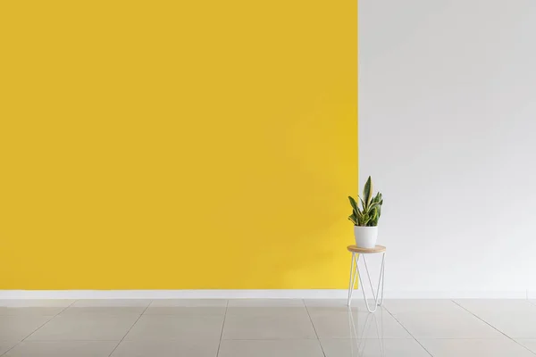 Table Houseplant Yellow White Wall Big Room — Stock Photo, Image