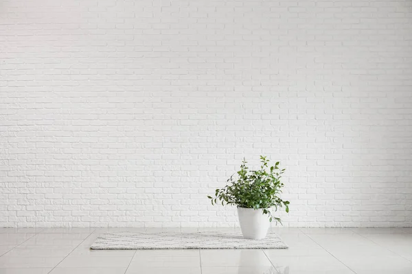 Houseplant Carpet White Brick Wall Big Room — Stock Photo, Image