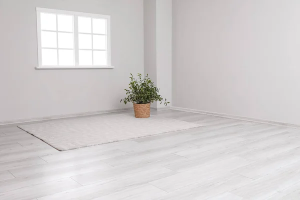 Zimmerpflanze Und Teppich Nahe Lichtwand Großem Leeren Raum — Stockfoto