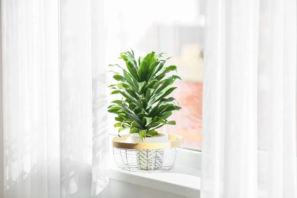 Зеленое Домашнее Растение Подоконнике Комнате — стоковое фото