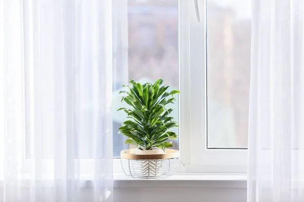 Pot Beautiful Green Houseplant Windowsill — Stock Photo, Image