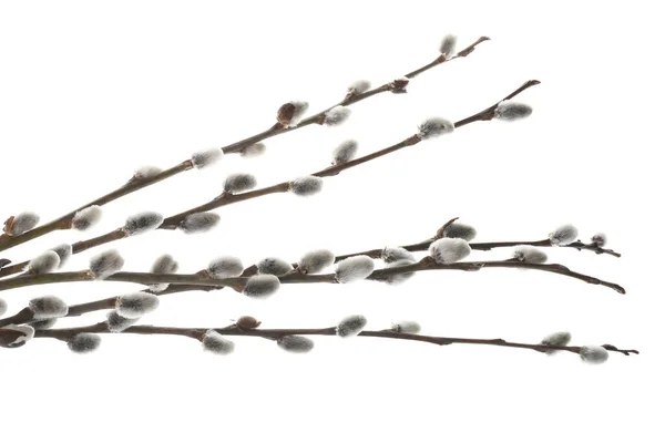 Willow Branches Isolated on White Background Stock Photo - Image of detail,  decoration: 34780222