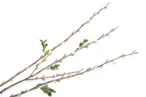 Kukum Twigs Beyaz Zemin Üzerine — Stok fotoğraf