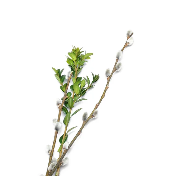 Pussy Willow Twigs Isolated White Background — Stock Photo, Image