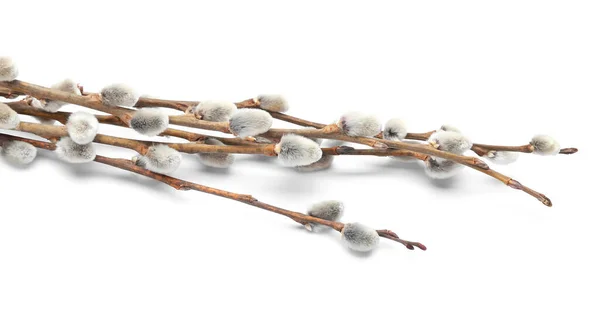 Beautiful Pussy Willow Branches Catkins White Background Closeup — Stok fotoğraf