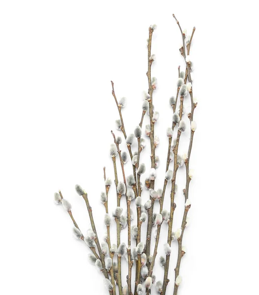 Blooming Pussy Willow Branches White Background — Foto de Stock