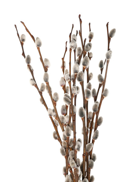 Blooming pussy willow branches on white background, closeup