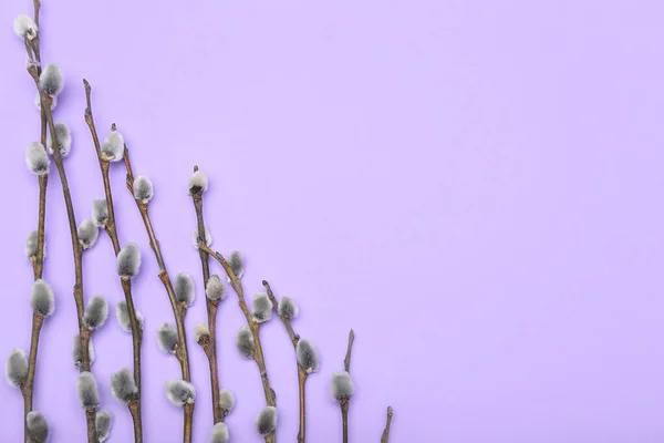 Beautiful Pussy Willow Branches Lilac Background — Stock fotografie