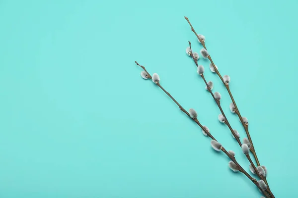 Beautiful Pussy Willow Branches Color Background — Stock Photo, Image