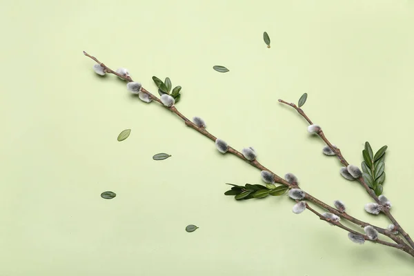 Pussy Willow Branch Plant Leaves Green Background — Foto Stock