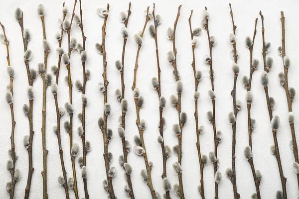 Beautiful Pussy Willow Branches Light Background — Stock Photo, Image