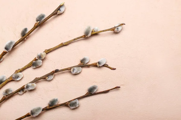 Beautiful Pussy Willow Branches Color Background Closeup — 스톡 사진