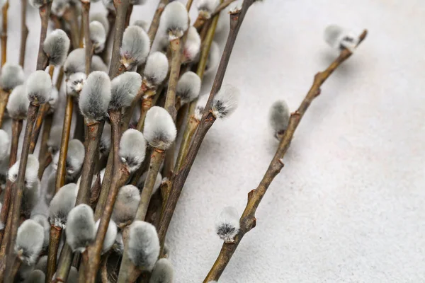 Blooming Pussy Willow Branches Light Background Closeup — стоковое фото