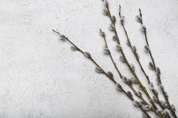Beautiful Pussy Willow Branches Catkins Light Background — 스톡 사진