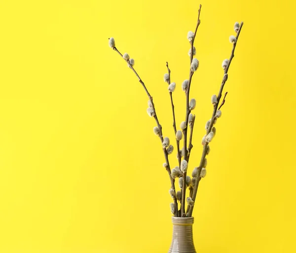 Vase Pussy Willow Branches Yellow Background — стоковое фото