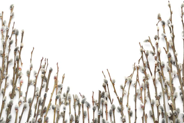 Pussy Willow Branches White Background — ストック写真