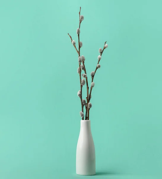 Vase Pussy Willow Branches Color Background — Stockfoto