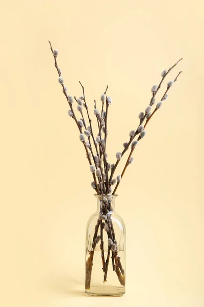 Glass Vase Beautiful Pussy Willow Branches Color Background — стоковое фото